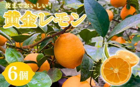【先行予約】皮まで美味しい黄金レモン6個セット　※2027年1月中に順次発送予定【wakuyaengei004】