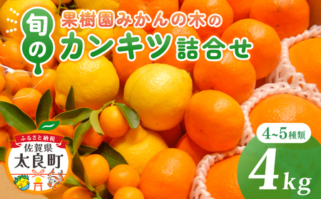 果樹園みかんの木の旬のカンキツ詰合せ 約4kg 【2026年4月下旬まで順次発送予定】 4～5種類 みかん 詰め合わせ 柑橘類 柑橘 いよかん ポンカン みかん フルーツ くだもの 果物 佐賀県 太良町 M103