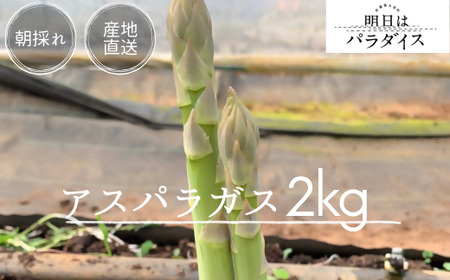P-113 朝採れアスパラガス2kg 朝採れ即発送「明日はパラダイス」アスパラ アスパラガス シャキシャキ 食感 グリーンアスパラガス 新鮮 産地直送 野菜 冷蔵 みずみずしい 朝とれ 朝採れ 生野菜 太良町 佐賀