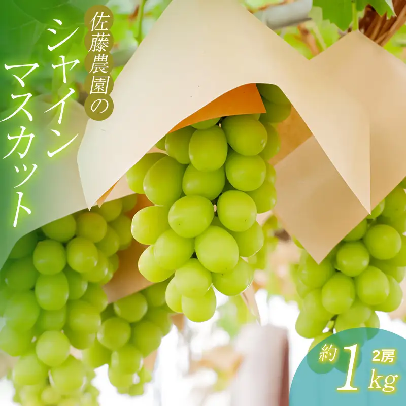 【令和8年産先行予約】 鶴岡市産 シャインマスカット 約1kg (2房)　佐藤農園