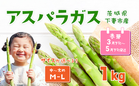 アスパラガス 1kg M～Lサイズ 朝採り アスパラガス 春芽【先行受付】【26年3月下旬～5月発送】