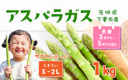 アスパラガス 1kg S～2Lサイズ ( ふぞろい )  朝採り アスパラガス 春芽【先行受付】【26年3月下旬～5月発送】