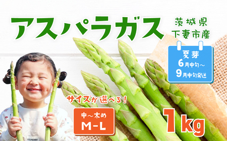 アスパラガス 1kg M～Lサイズ 朝採り アスパラガス 夏芽【先行受付】【26年6月中旬～9月発送】