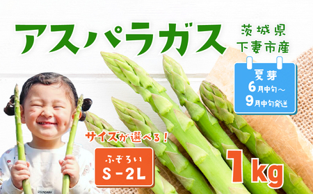 アスパラガス 1kg S～2Lサイズ ( ふぞろい ) 朝採り アスパラガス 夏芽【先行受付】【26年6月中旬～9月発送】