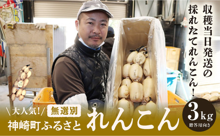 れんこん 無選別 3kg ｜レビュー☆4.54・テレビ紹介 千葉県神崎町の蓮根  ※4～9月上旬受付分は9月中旬以降順次発送【ふるさと納税 人気 野菜 蓮根 レンコン きんぴら 訳あり 無選別 3kg 千葉県 神崎町】[013-a007]　