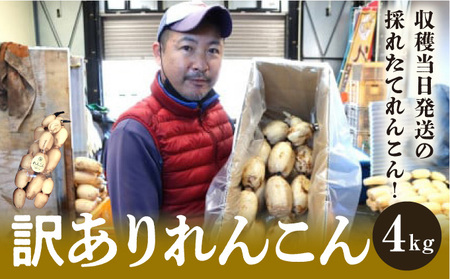 千葉県れんこん部門注文数最上位達成！【訳あり】無選別　神崎町ふるさと れんこん（4kg）（※4～7月受付分は8月以降順次発送）[013-a002]