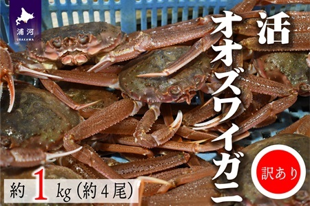 訳あり 活オオズワイガニ約1kg(約4尾入)[02-1409]