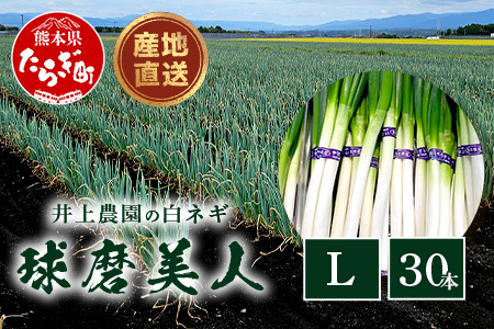 【先行予約】井上農園の白ネギ 「球磨美人」 Ｌサイズ×30本 【2026年7月下旬より順次発送】 白ネギ 白葱 ネギ 長ネギ 長葱 ねぎ 鍋 薬味 野菜 国産 114-0502