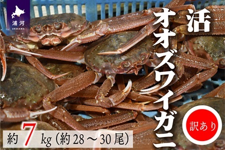 訳あり 活オオズワイガニ約7kg(約28～30尾入)[02-1411]