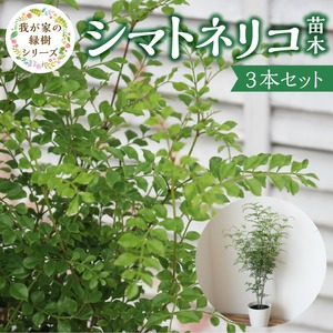 チーム田主丸【シマトネリコ苗木3本セット】_シマトネリコ 苗木 3本 セット チーム田主丸 風水 インテリア 観葉植物 植物 常緑樹 シンボルツリー 小葉 丈夫 育てやすい 日光 樹木 ガーデニング 鉢植え 植木鉢 グリーンアイテム 家庭栽培 福岡県 久留米市 お取り寄せ 送料無料 〔Hf037〕