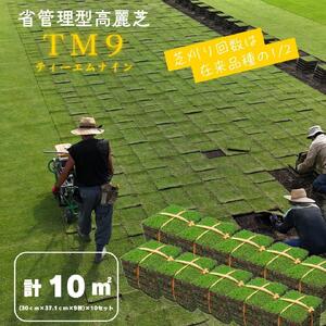 芝生(省管理型コウライ芝　TM9ティーエムナイン)10束セット※10平米分