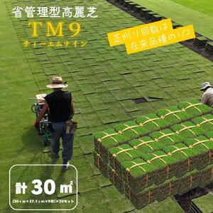 芝生(省管理型コウライ芝　TM9ティーエムナイン)30束セット※30平米分