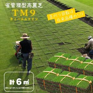芝生(省管理型コウライ芝　TM9ティーエムナイン)6束セット※6平米分