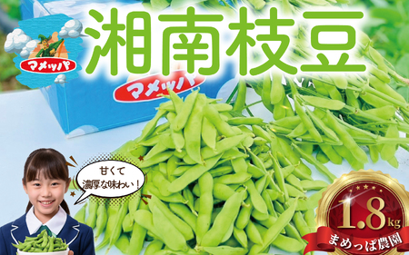 湘南枝豆 1.8kg【 枝豆 】 
