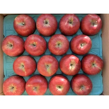 シャキシャキッ!完熟サンふじ 贈答用 約10kg【1558029】