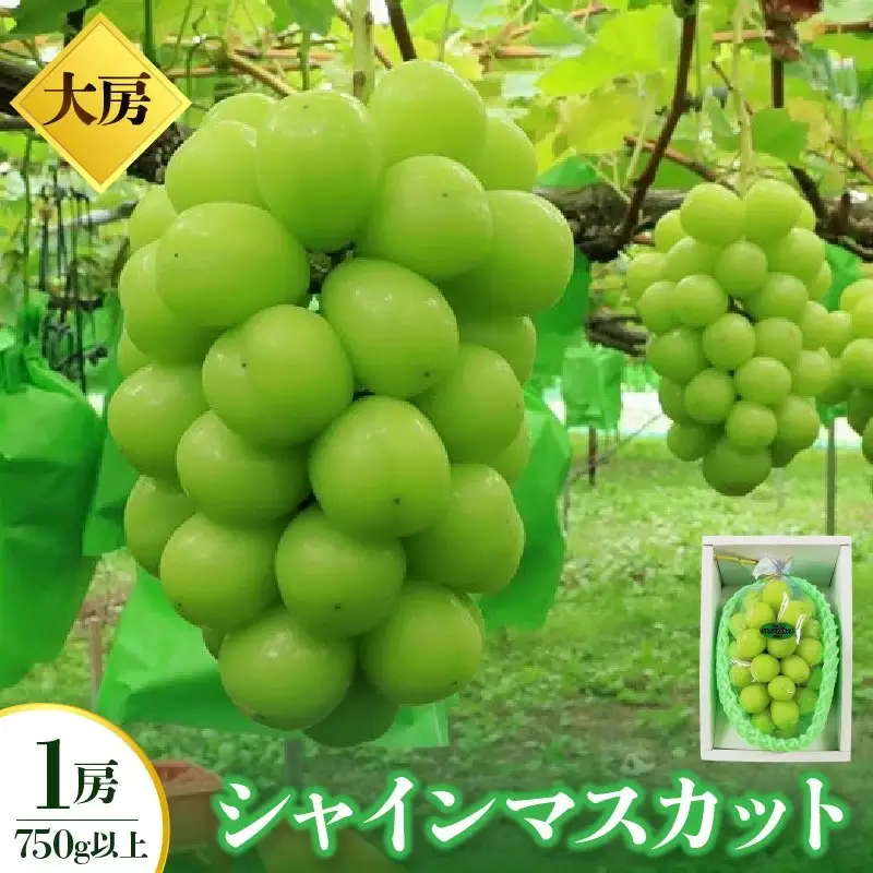 【特選・大房】シャインマスカット　１房（７５０ｇ以上）化粧箱入　0049-2609