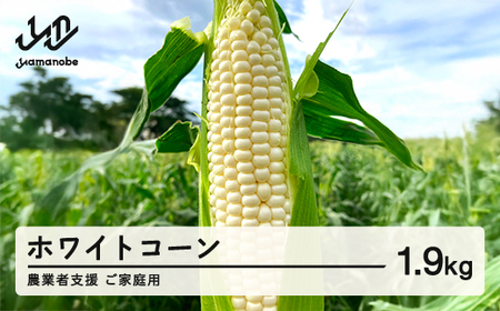 ≪先行予約≫ 農業者支援 ご家庭用 2026年 山形県産 ホワイトコーン ピュアホワイト 1.9kg 生で味わう 白とうもろこし トウモロコシ コーン 夏 野菜 やさい ※沖縄・離島への配送不可 ot-cnwwx2