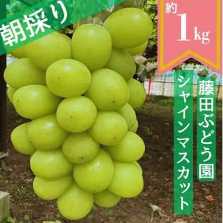 【2026年先行予約】藤田ぶどう園のシャインマスカット　約1kg_果物・フルーツ ぶどう・マスカット  ブドウ 葡萄 _【配送不可地域：離島】【1555319】