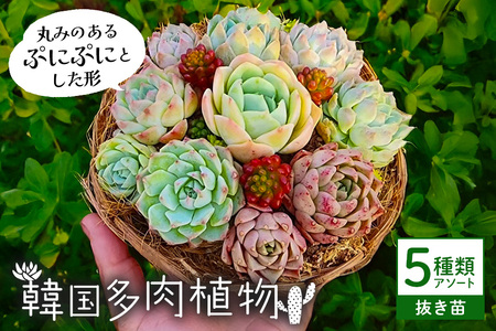 韓国多肉植物 抜き苗 アソート 5種類 詰め合わせ 多肉植物 観葉植物 インテリア 寄せ植え 誕生日プレゼント オシャレ 多肉 観葉 おまかせ セット 植物 苗 種類 色々 ランダム 農園直送 栽培 ガーデニング 寄せ植え用 韓国苗 多肉専科
