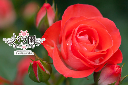 ＜予約受付＞花巻温泉バラ園 オリジナル品種「花巻おとめ80」　新苗　＜2026年6月より随時発送＞ 【2000】