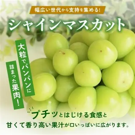 【2026年発送】朝採り シャインマスカット 約600g(1房)【配送不可地域：離島・沖縄県】【1557593】