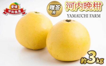 贈答用 河内晩柑 3kg YAMAUCHI FARM 河内晩柑 B010-084005