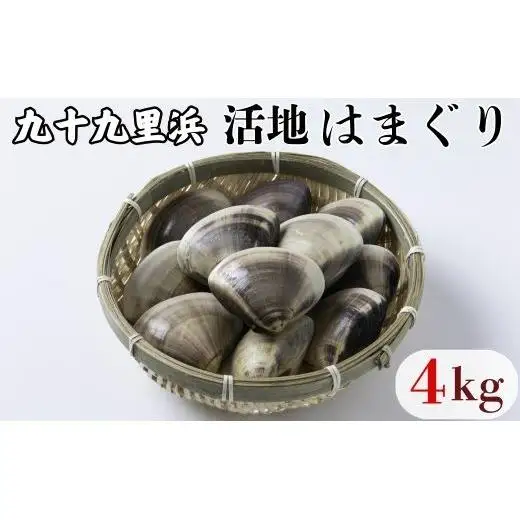 九十九里浜産　活地はまぐり約4kg