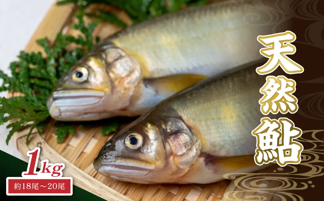 【先行予約】八戸川 天然鮎（1kg）＜2026年6月10日よりお届け＞【192_2002】