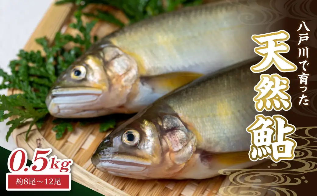 【先行予約】八戸川 天然鮎（0.5kg）＜2026年6月10日よりお届け＞【192_2003】