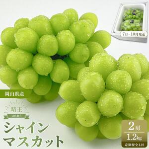 【定期便 全4回／2026年7～10月毎月発送】岡山県産 シャインマスカット 晴王 2房 約1.2kg ４回定期便　 ７月・８月・９月・10月に１回づつお届け　種無し 皮ごと食べる フレッシュ 先行受付　ハレノスイーツ | フルーツ 果物 くだもの シャインマスカット 晴王  種なし 皮ごと フレッシュ 国産 岡山県産 食品 人気 おすすめ 送料無料 定期便 ギフト 贈り物 贈答品 ぶどう ぶどう 葡萄 葡萄