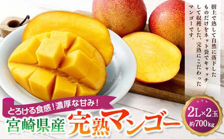 ＜宮崎県産完熟マンゴー 2L×2玉（約700g）＞2026年4月中旬～7月下旬までに順次出荷【MM-f-001】 果物 くだもの フルーツ アーウィン マンゴー デザート 甘味 完熟 宮崎