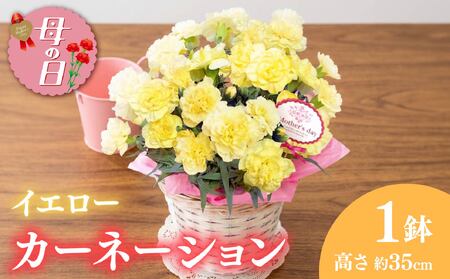 母の日に 【先行予約2026年5月から順次発送】 カーネーション 黄色 母の日花