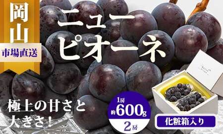 EE-64　【令和8年発送・先行予約】岡山県産　ニューピオーネ（1房600g以上）2房　化粧箱入り