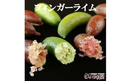 【先行予約】 フィンガーライム 約100g 100グラム〈2026年9月上旬?2026年11月下旬頃発送〉  / 当店おまかせ 果物 くだもの 果実 柑橘類 柑橘 フレッシュ 新鮮 お酒 果実酒 ジュース【白木果樹園】 [BQAI046]