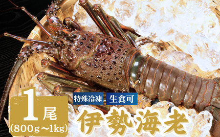 【 伊勢海老 】 特大伊勢海老 800g ～ 1kg