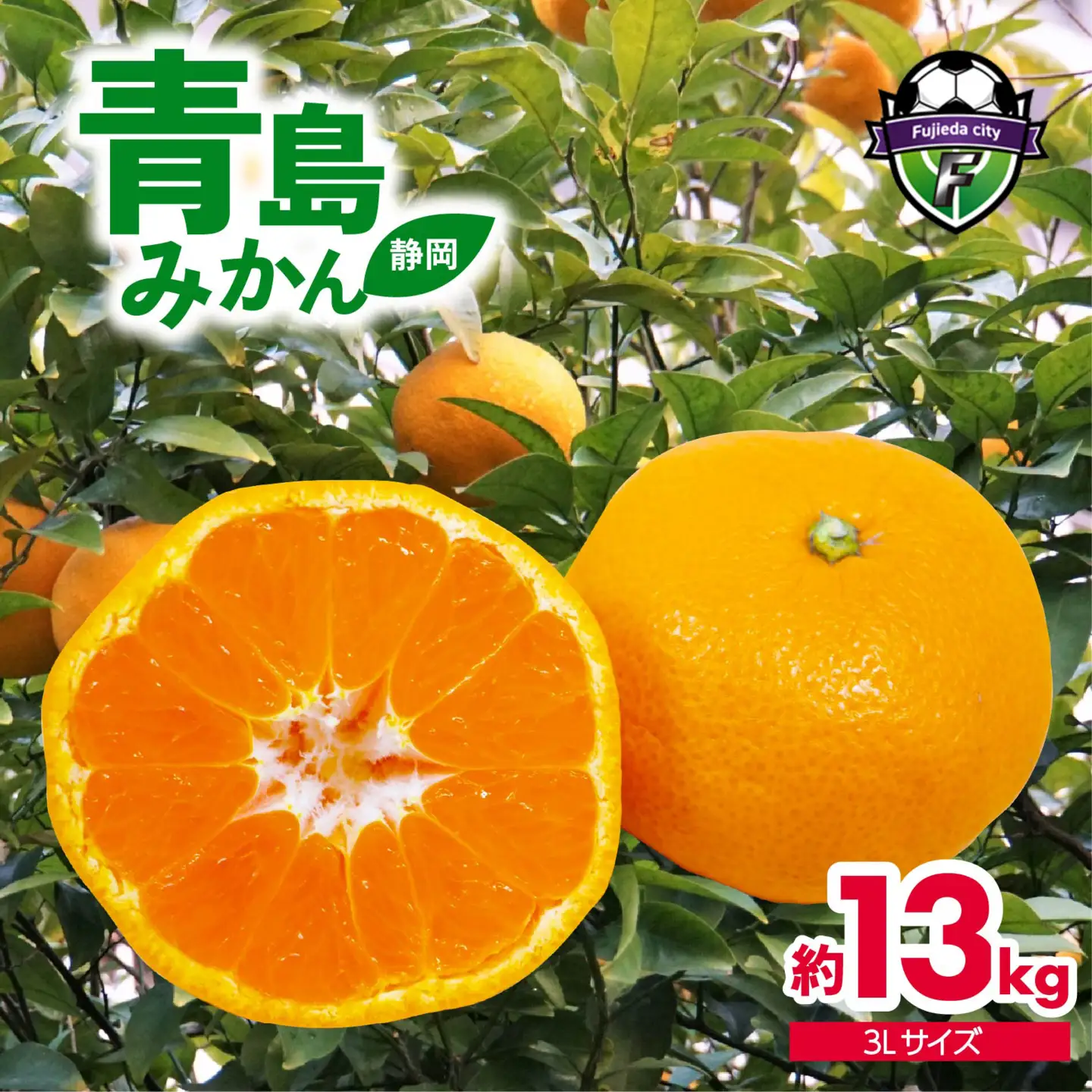 みかん 約13kg 青島みかん 先行予約 2026年12月下旬より順次発送