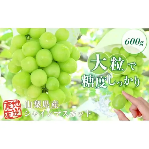 シャインマスカット　600g　2026年先行予約分　シャインマスカット