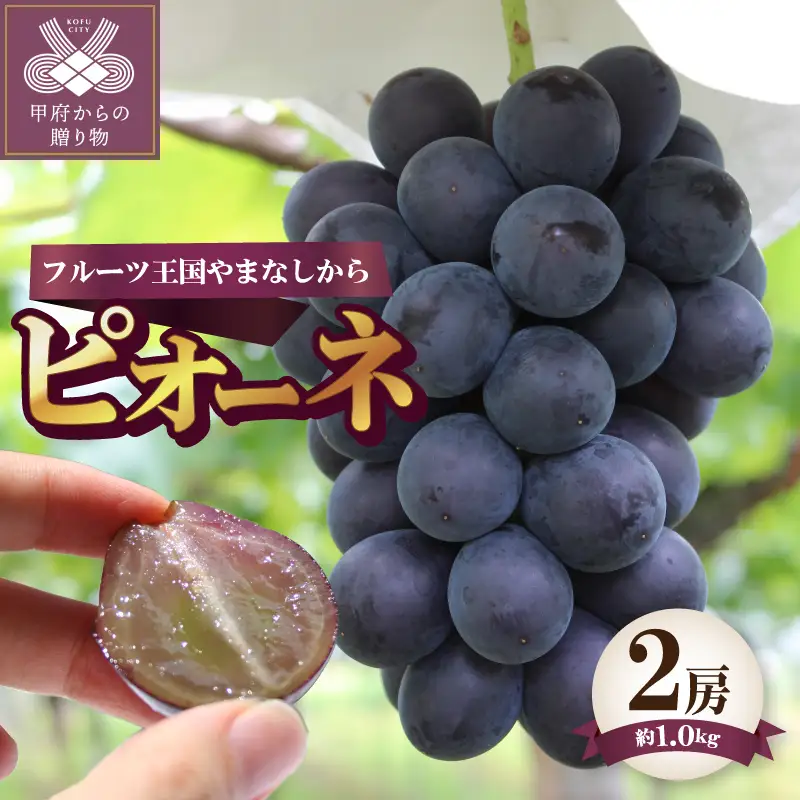 〈2026年度配送分〉ピオーネ2房（約1.0kg） ピオーネ 大粒 山梨 県産 先行予約 2026年 ぶどう フルーツ 2房 冷蔵 生産量 日本一 甲府 市産 1.0kg以上 フルーツ王国山梨 2026年8月上旬～8月下旬にかけて順次発送