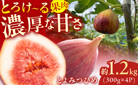 【★先行予約★ 2026年9月上旬より発送】いちじく（とよみつひめ） 約1.2kg / いちじく[AFAB067]