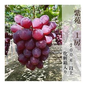 2026年秋発送 岡山県産 紫苑 1房 700ｇ以上 化粧箱入り