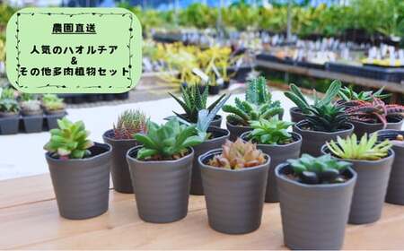 人気のハオルチア＆その他の多肉植物詰め合わせ（B944-2）