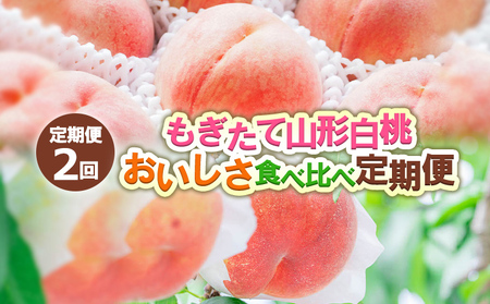 【定期便2回】もぎたて山形白桃 おいしさ食べ比べ定期便 【令和8年産先行予約】FS24-724 くだもの 果物 フルーツ 山形 山形県 山形市 2026年産