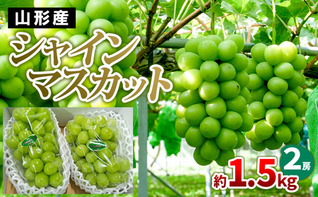 山形産 シャインマスカット 約1.5kg(2房)【令和8年産先行予約】FS24-727 くだもの 果物 フルーツ 山形 山形県 山形市 2026年産