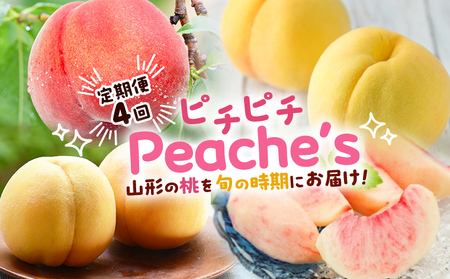 【定期便4回】ピチピチPeache's 【令和8年産先行予約】FS24-742 くだもの 果物 フルーツ 山形 山形県 山形市 2026年産