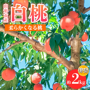 山形市産 白桃 特秀品 約2kg(4～８玉)  柔らかくなる桃【令和8年産先行予約】FS24-756 くだもの 果物 フルーツ 山形 山形県 山形市 2026年産