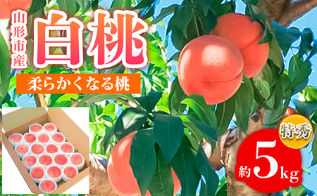 山形市産 白桃 特秀品 約5kg (12～20玉) 柔らかくなる桃【令和8年産先行予約】FS24-757 くだもの 果物 フルーツ 山形 山形県 山形市 2026年産