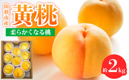 山形市産 黄桃 秀品 2kg(４～８玉) 柔らかくなる桃【令和8年産先行予約】FS24-758 くだもの 果物 フルーツ 山形 山形県 山形市 2026年産