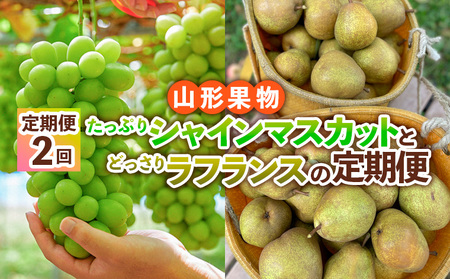 【定期便2回】山形果物 たっぷりシャインマスカットとどっさりラフランスの定期便 【令和8年産先行予約】FS24-767 くだもの 果物 フルーツ 山形 山形県 山形市 2026年産
