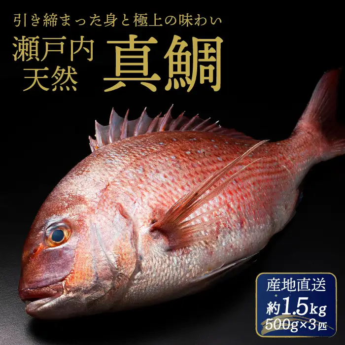 瀬戸内産 天然真鯛 約1.5kg（500g×3匹/鱗・内臓処理） 鯛 天然鯛 真鯛 天然 鮮魚 下処理済 瀬戸内 広島県 三原市　154001