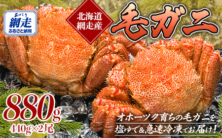 網走産 毛ガニ 440g×2尾 【 ふるさと納税 人気 おすすめ ランキング 毛蟹 毛ガニ 毛がに 浜茹で まるごと 2尾 かに味噌 北海道 網走市 送料無料 】 ABE091